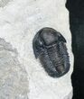 Nicely Prepared Gerastos Trilobite #4106-1